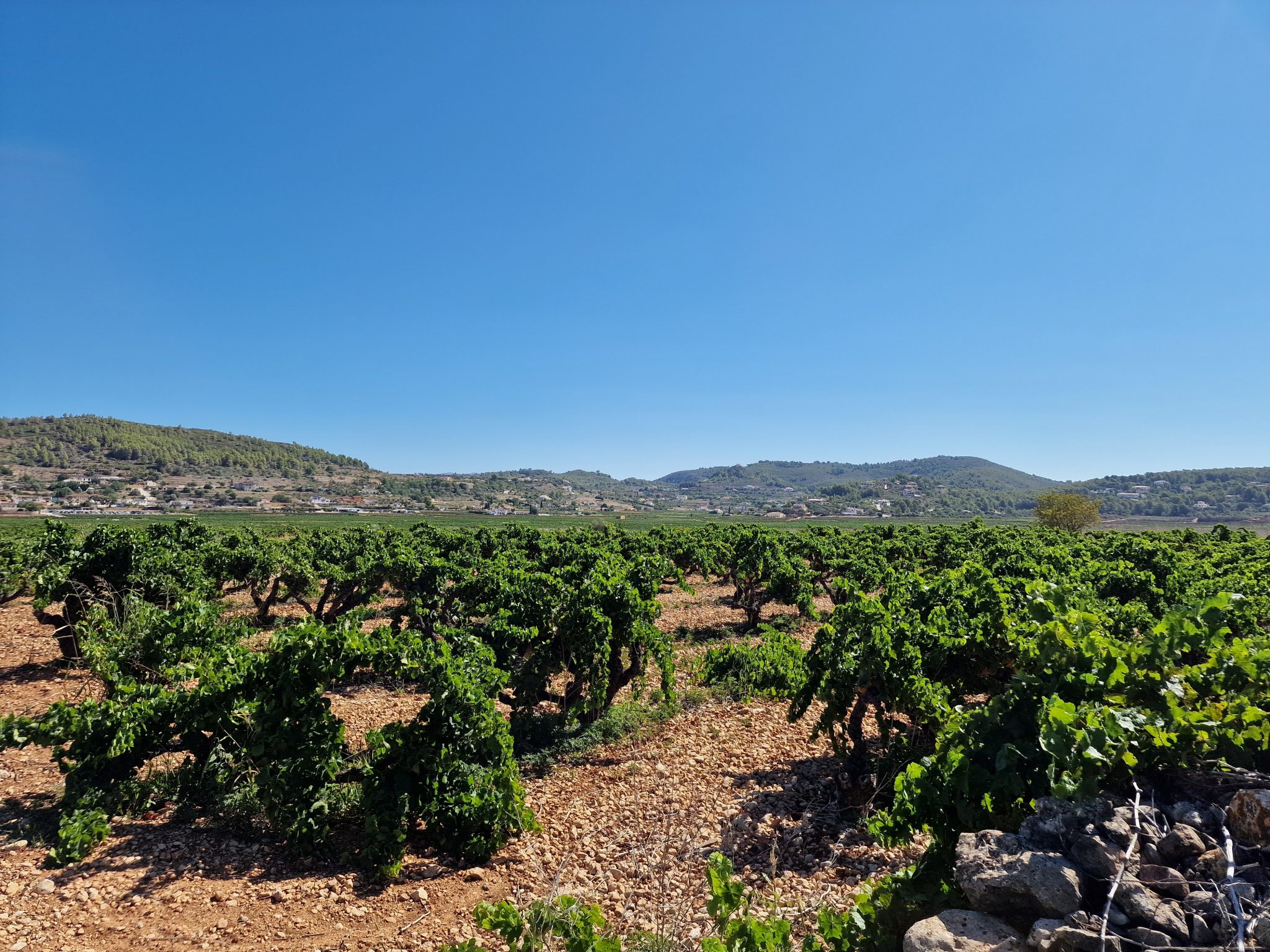 Die reiche Geschichte des Weinbaus