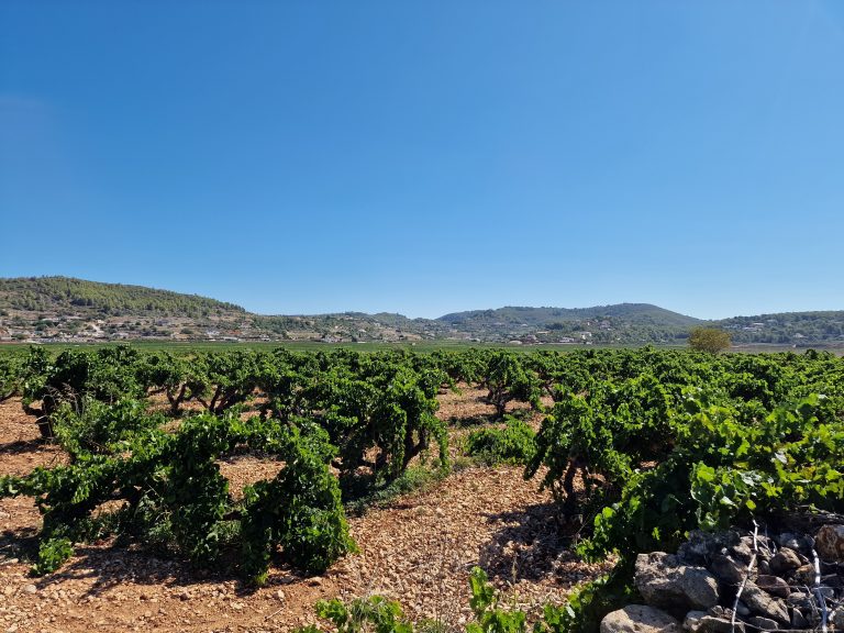 The history of viticulture on the Costa Blanca