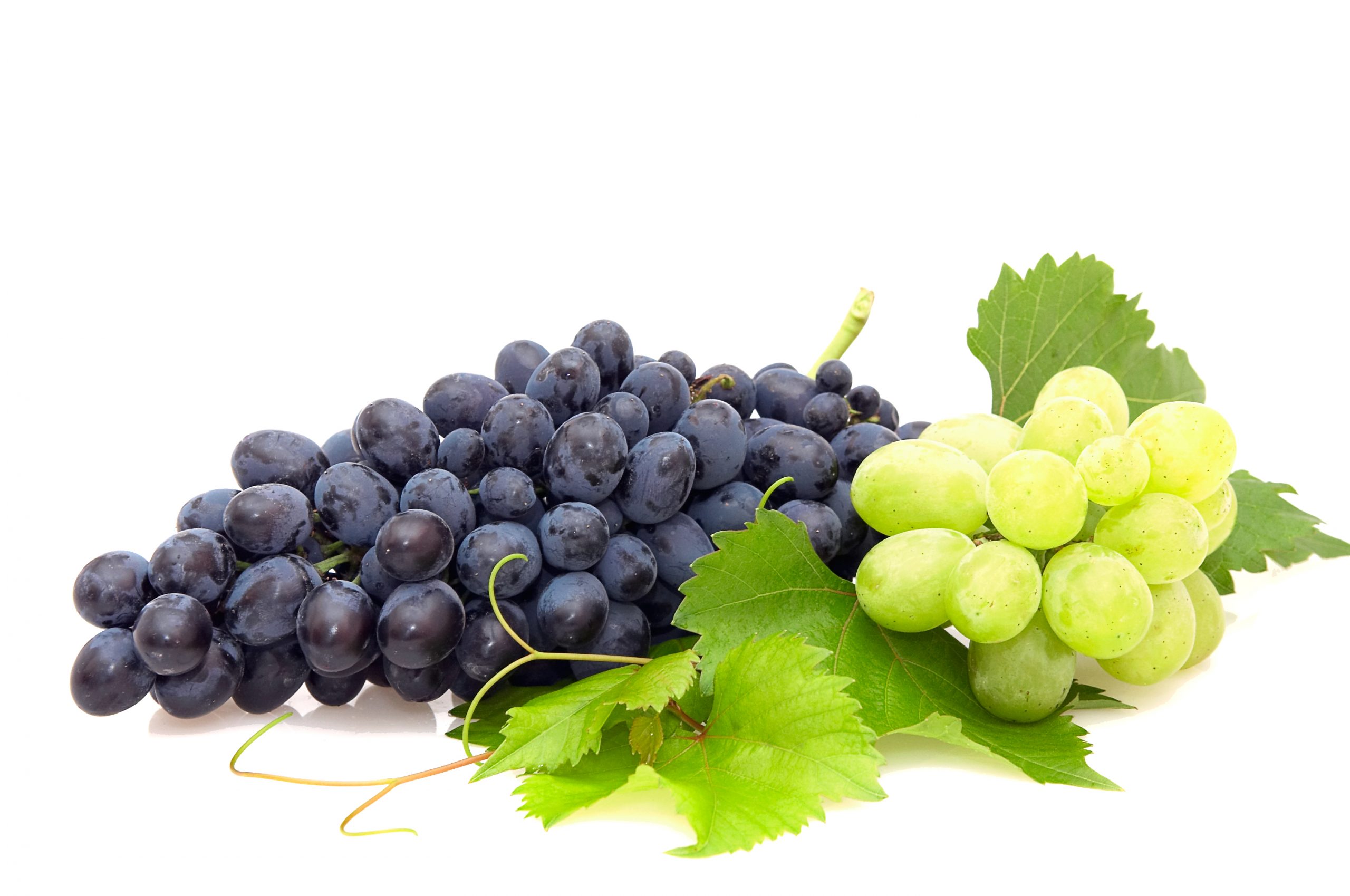 Le petit ABC du raisin