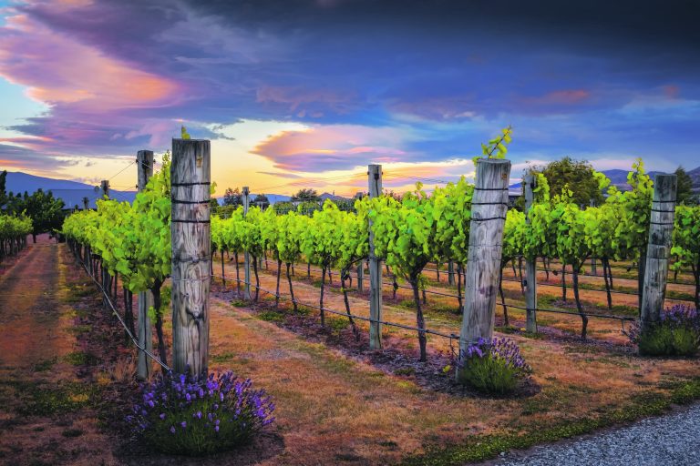 Découvrez la diversité des vins – La route des vins d'Alicante Découvrez la diversité des vins – La route des vins d'Alicante