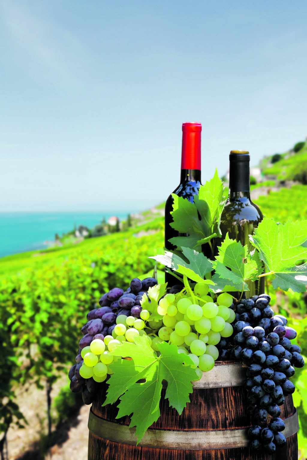 Geschmackvolle Tour durch die Weinvielfalt der Marina Baixa und Marina Alta
