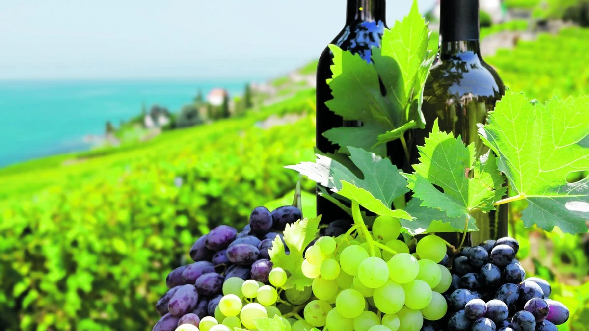 Weinlese 2026 an der Costa Blanca: Vendimia in Alicante