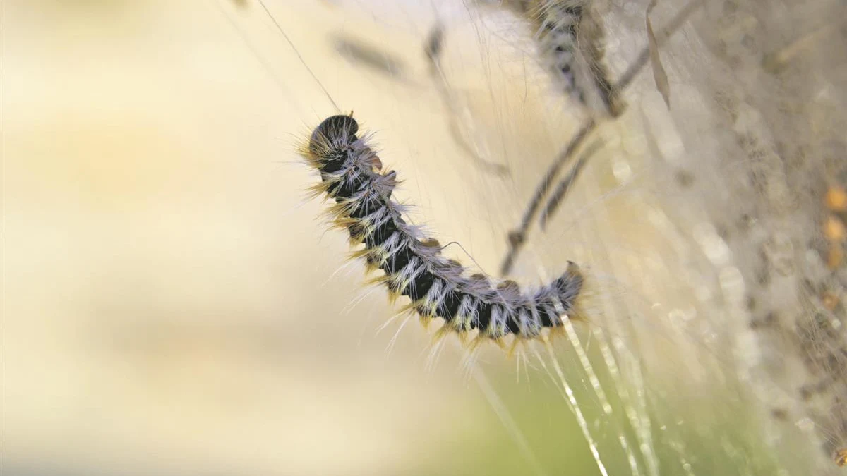 Small danger with big impact: Beware of processionary caterpillars