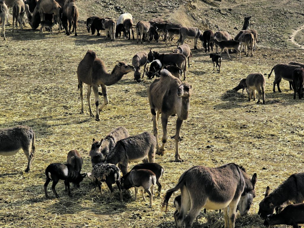 Safari Aitana: Abenteuer oder Alltag? Ein Blick hinter die Kulissen