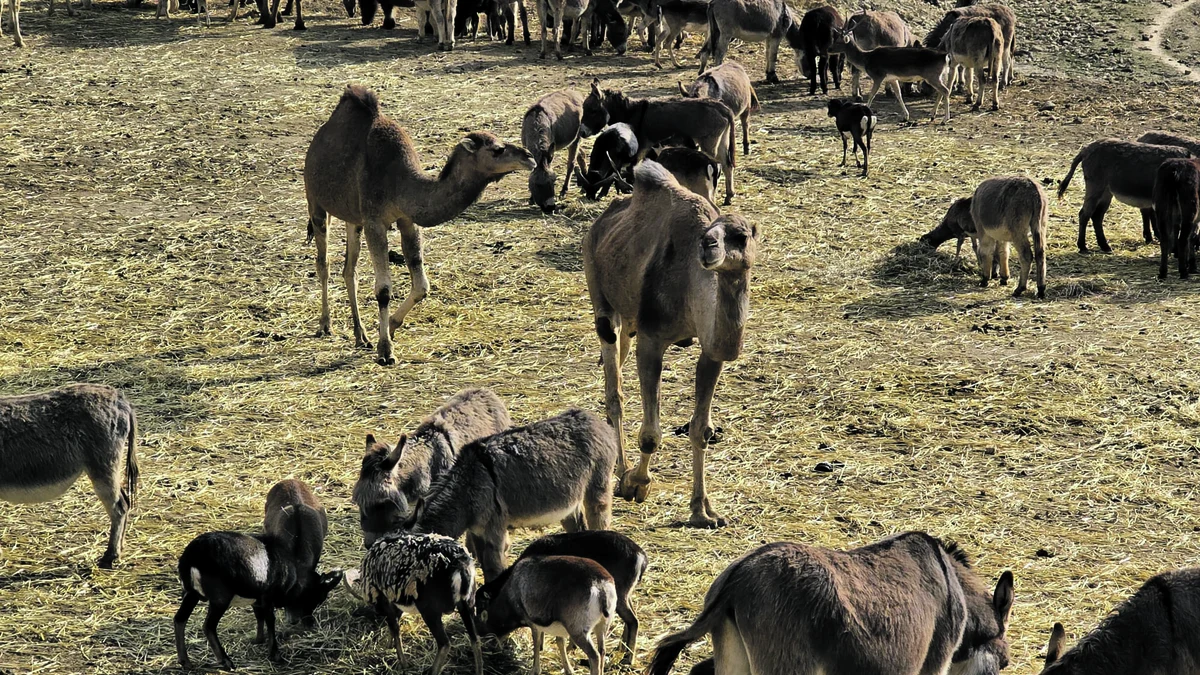Safari Aitana: Abenteuer oder Alltag? Ein Blick hinter die Kulissen 25