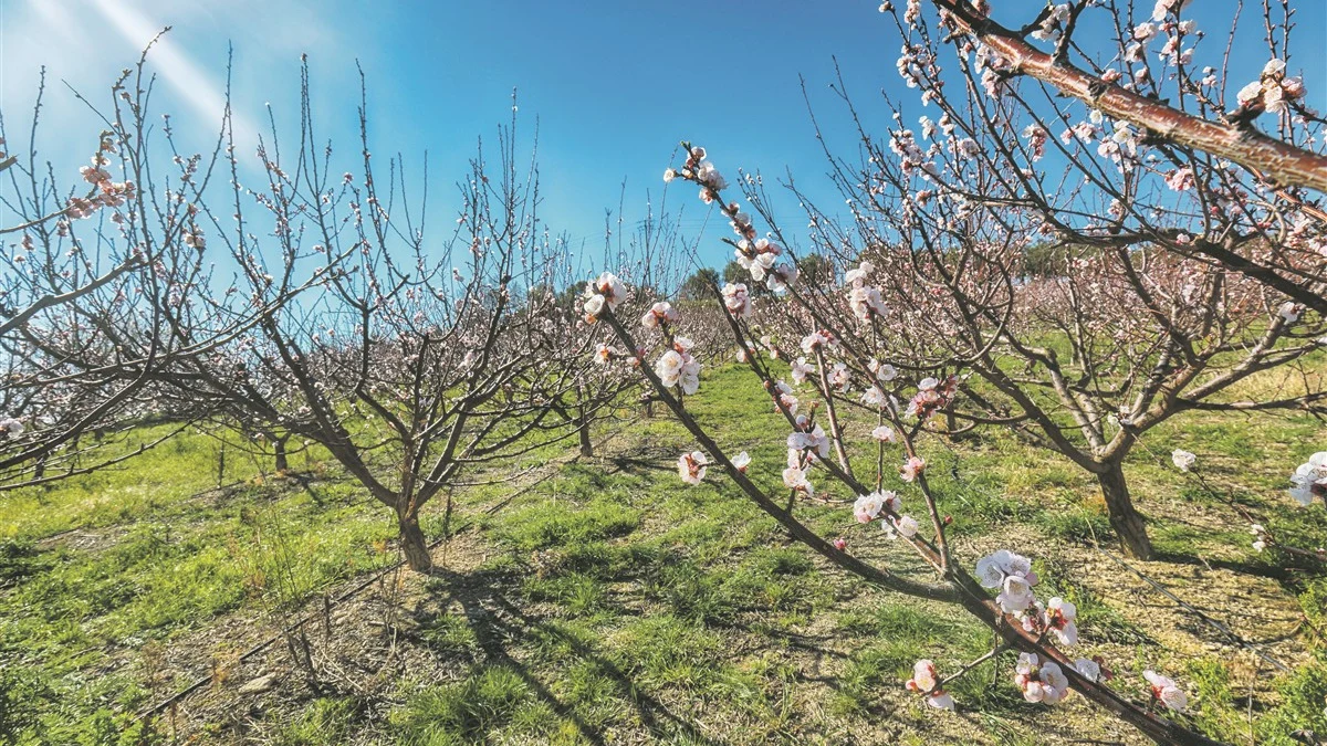 Una alfombra rosa y blanca: la flor del almendro en la Costa Blanca