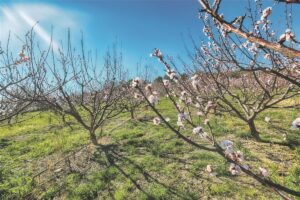 Ein rosa-weißer Teppich - Mandelblüte an Costa Blanca