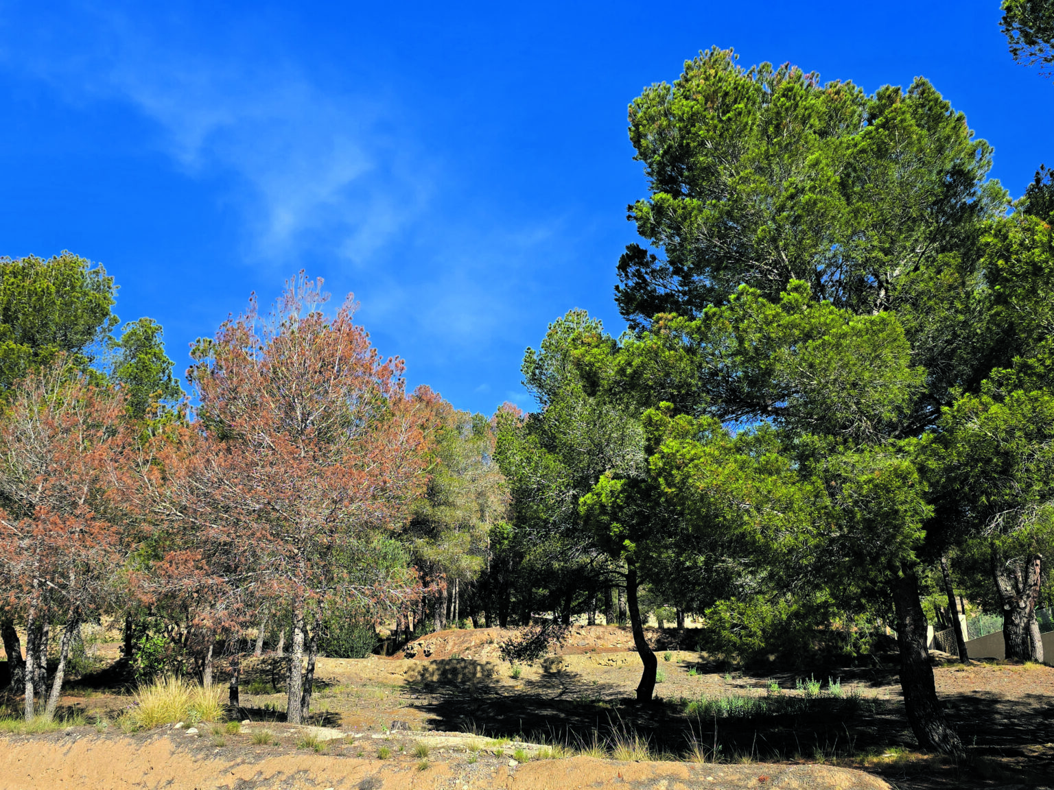 Sterbende Kiefernwälder an der Costa Blanca: Ein Ökosystem am Wendepunkt