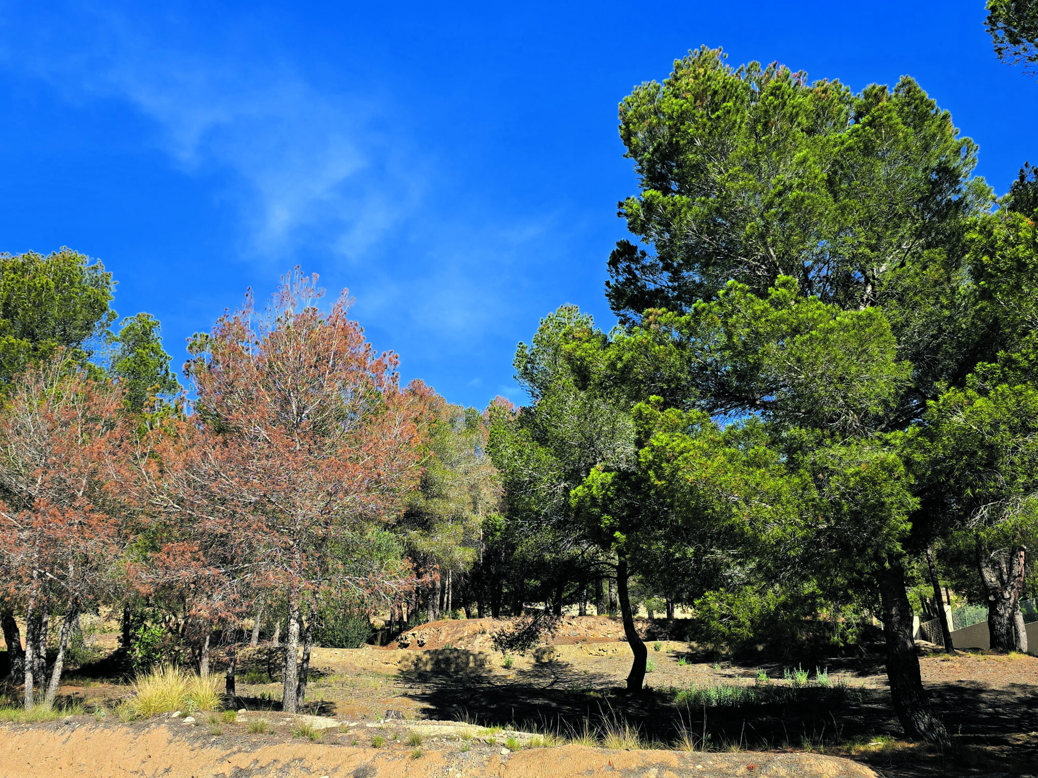 Sterbende Kiefernwälder an der Costa Blanca: Ein Ökosystem am Wendepunkt