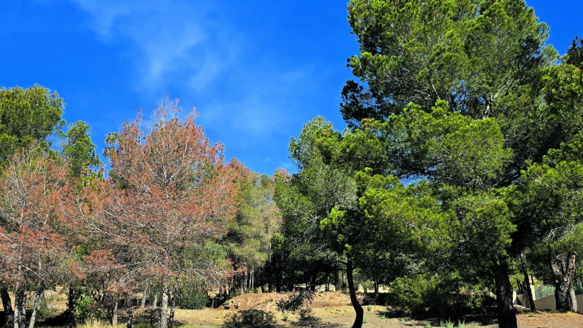 Dying pine forests on the Costa Blanca: an ecosystem at a turning point 17