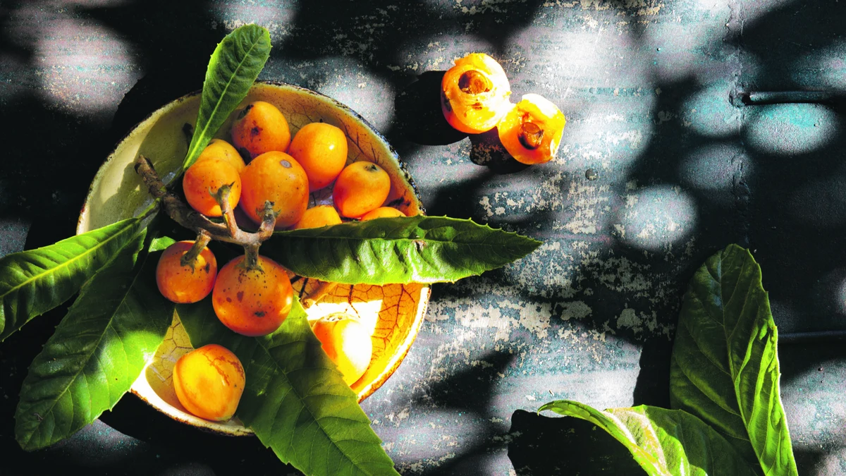 Small, delicate fruit, great tradition – The níspero from Callosa d'en Sarrià 2