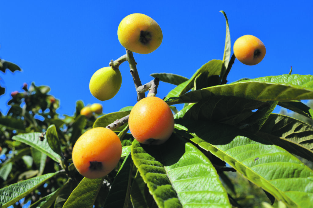 Kleine, delicate vrucht, grote traditie – De níspero uit Callosa d'en Sarrià 3