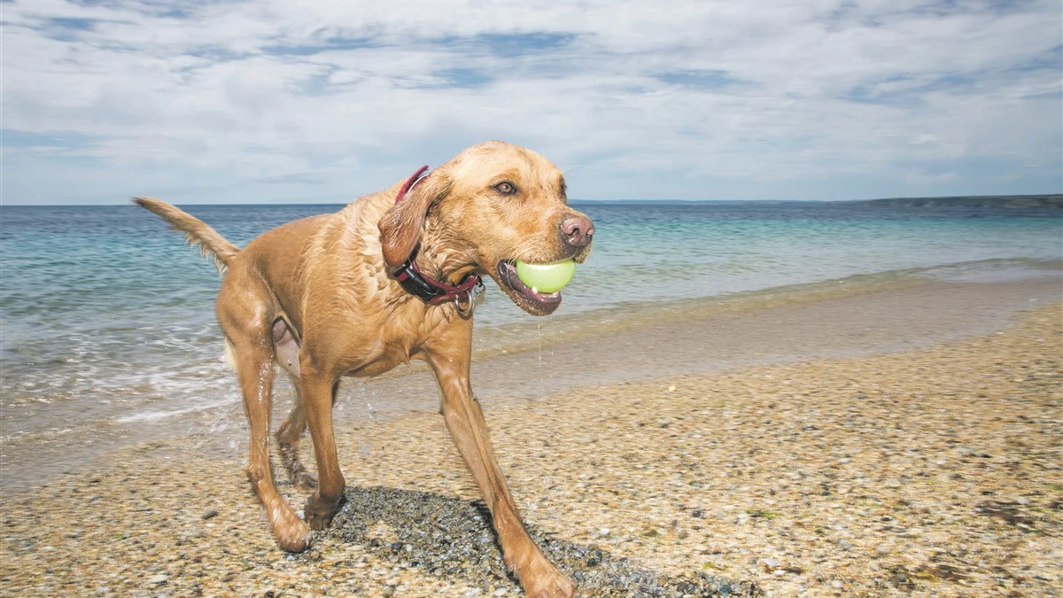 Paws on the beach: With your dog on the Costa Blanca 1