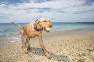 Pfoten an den Strand: Mit Hund an der Costa Blanca