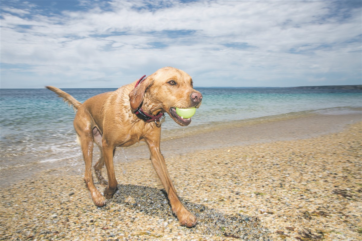 Pfoten an den Strand: Mit Hund an der Costa Blanca