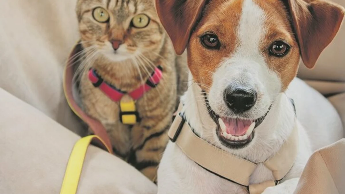 Travelling with dogs and cats