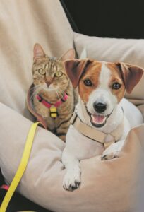 Auf Reisen mit Hund und Katze
