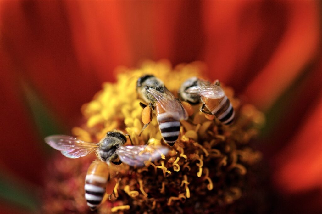 Van bijen, potten en manden
