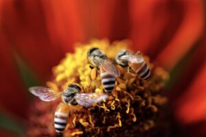 Von Bienen, Töpfen und Körben