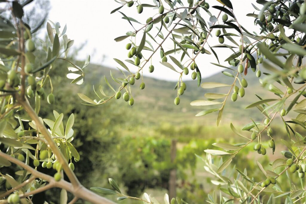 Ambacht uit traditie: olie en embutidos