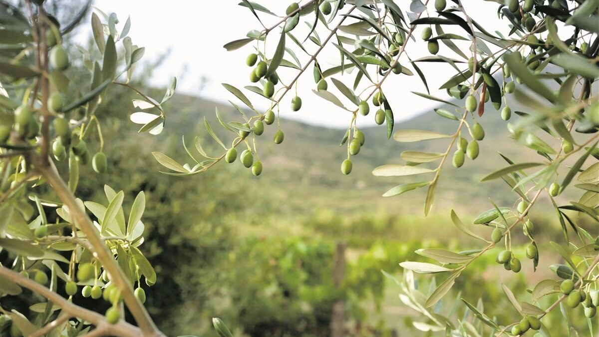 Olivenöl & Embutidos – Tradition aus Marina Alta & Baixa