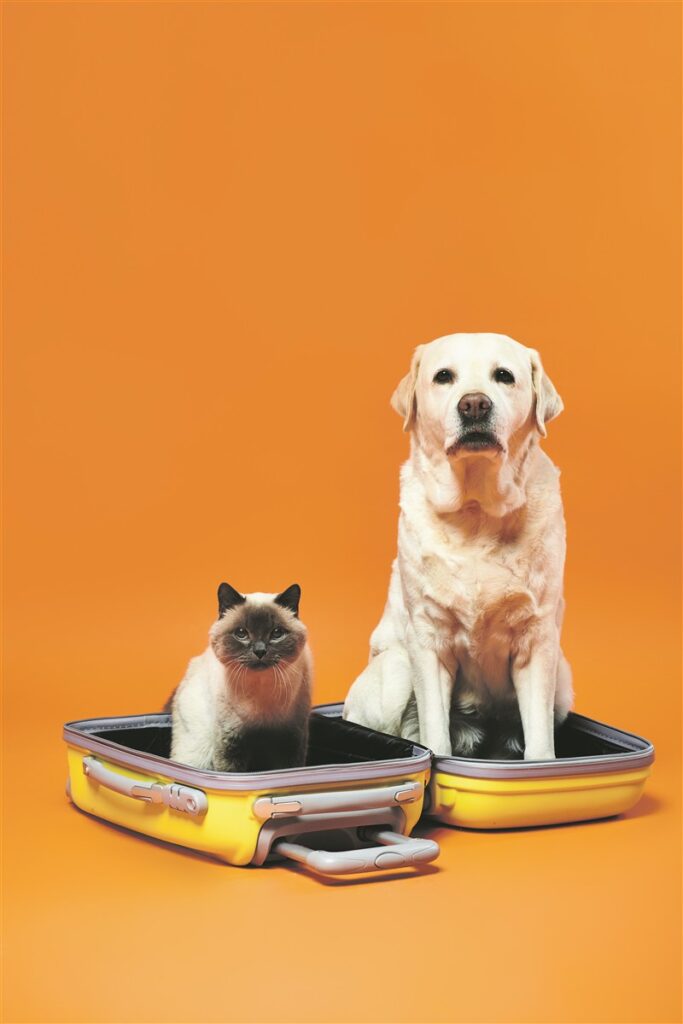 Auf Reisen mit Hund und Katze