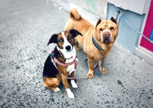Tierschutz in Spanien: Regeln für Hunde und Katzen - Costa Blanca Magazin - Costa Blanca Magazin Tierschutz in Spanien: Regeln für Hunde und Katzen