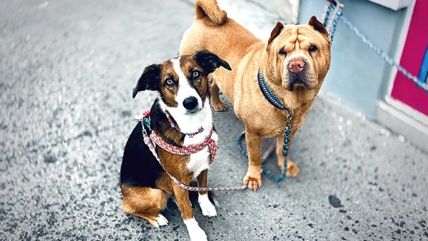 Tierschutz in Spanien: Regeln für Hunde und Katzen