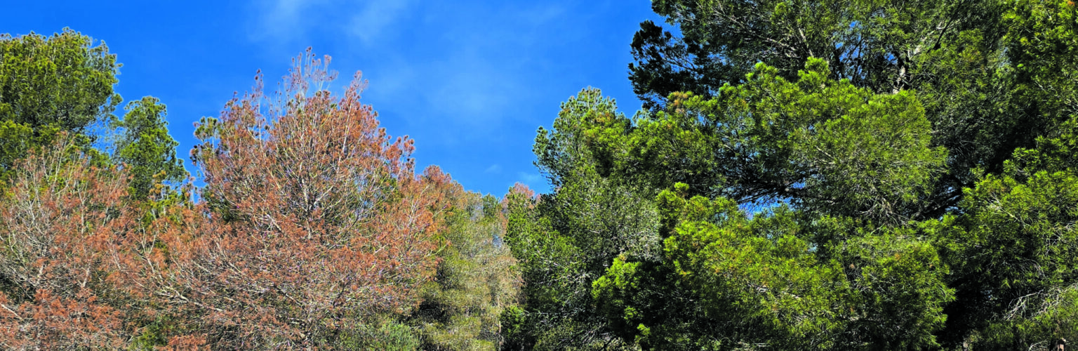 Dying pine forests on the Costa Blanca: an ecosystem at a turning point Dying pine forests on the Costa Blanca: an ecosystem at a turning point 17