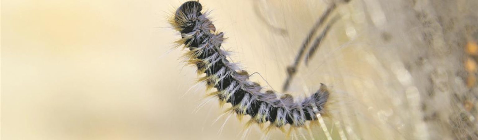 Kleine Gefahr mit großer Wirkung: Vorsicht vor Prozessionsspinner- Raupen