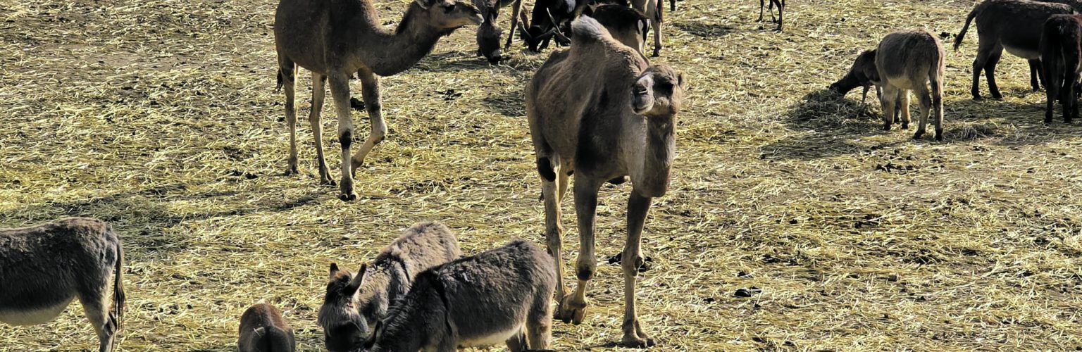 Safari Aitana: Abenteuer oder Alltag? Ein Blick hinter die Kulissen