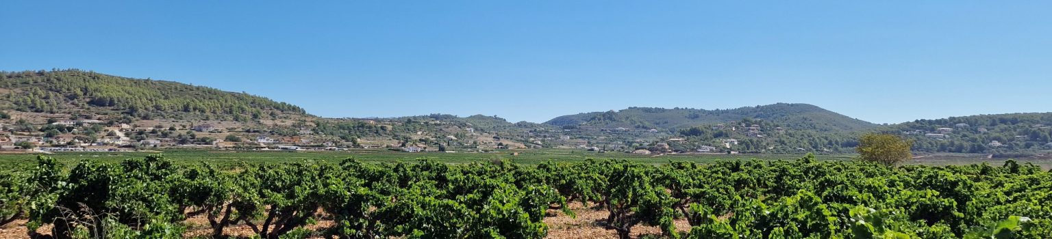 Die reiche Geschichte des Weinbaus