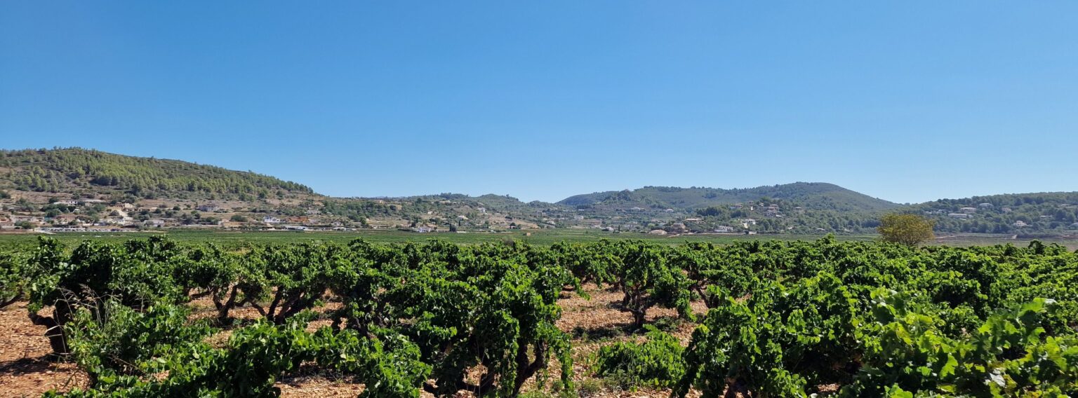 La riche histoire de la viticulture