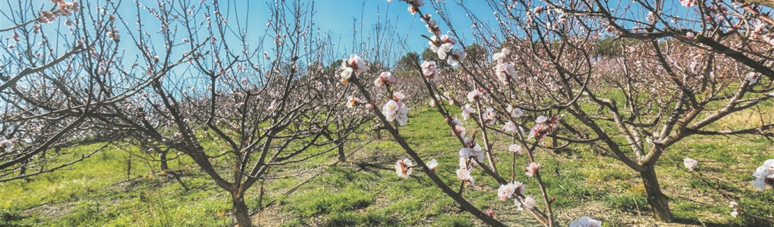 Ein rosa-weißer Teppich - Mandelblüte an Costa Blanca