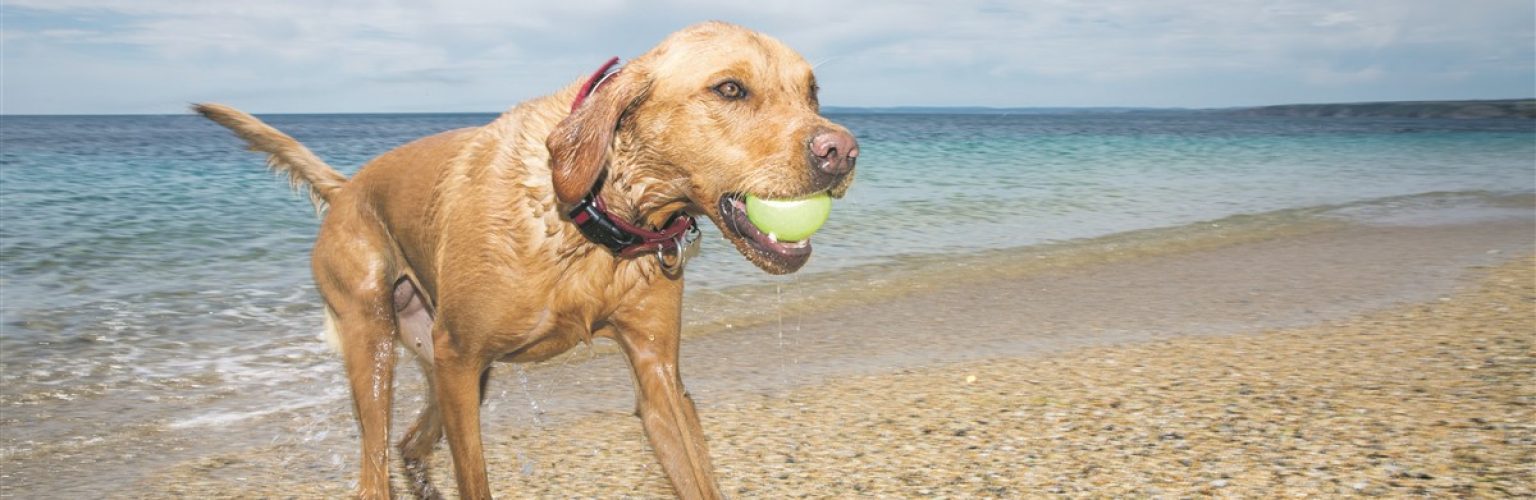 Pfoten an den Strand: Mit Hund an der Costa Blanca