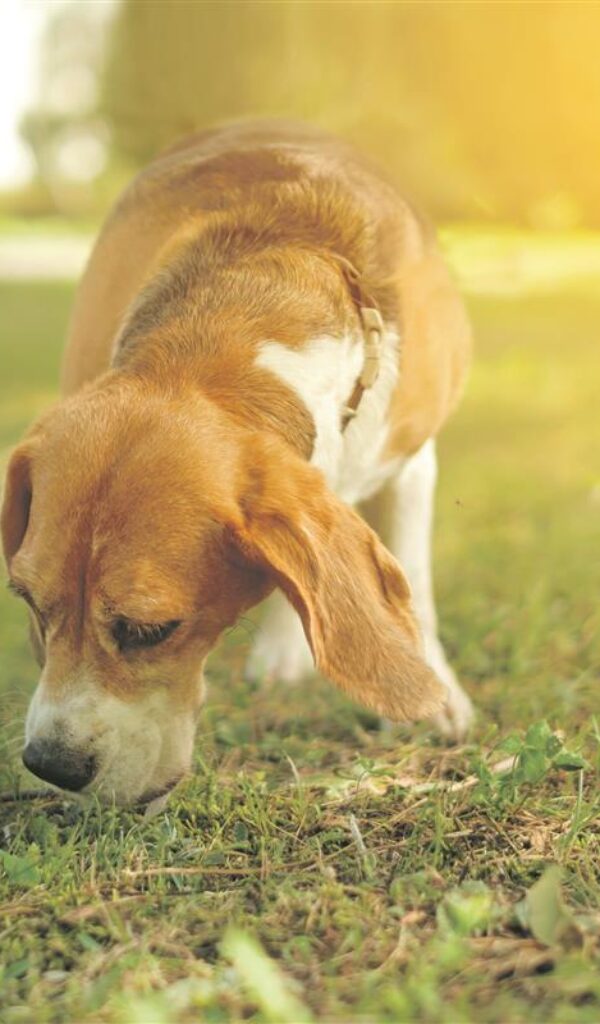 Small danger with big impact: Beware of processionary caterpillars 1