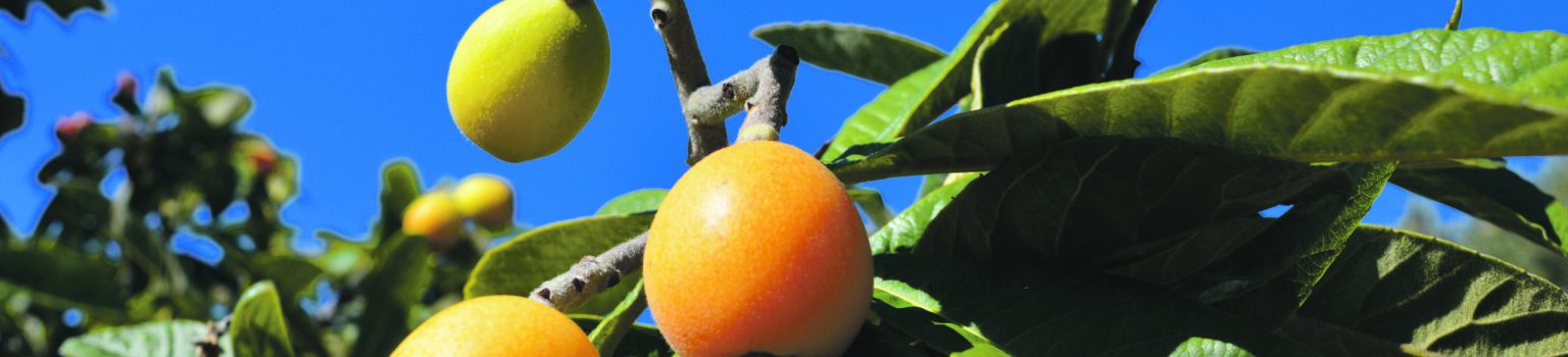 Kleine, sensible Frucht, große Tradition – Die Níspero aus Callosa d'en Sarrià